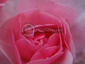 Rose Background