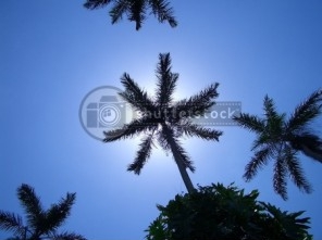 Sky Palms Jamaica
